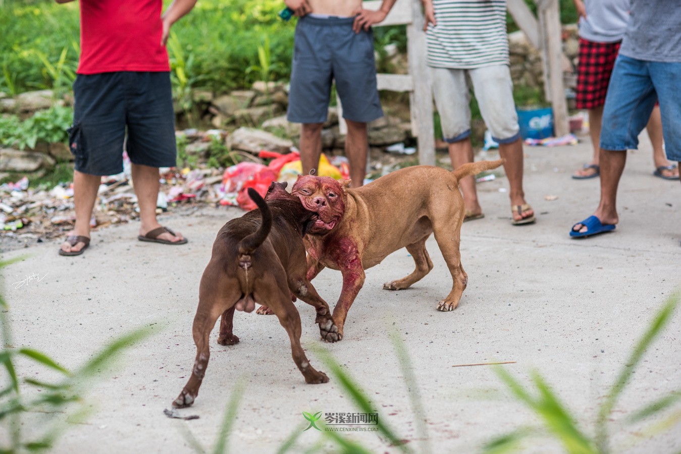 玉林斗狗風(fēng)采，小巷深處的獨(dú)特風(fēng)情展
