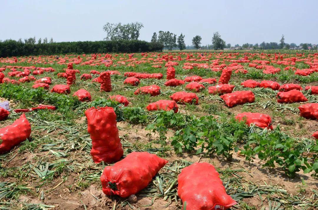 金鄉(xiāng)洋蔥出庫最新價格，獲取與了解的步驟指南