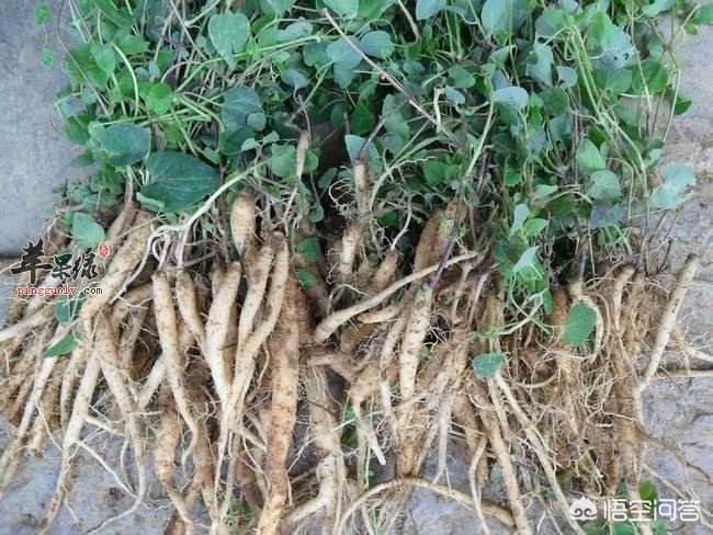 甘肅黨參最新價(jià)格動(dòng)態(tài)，市場(chǎng)走勢(shì)與影響因素分析