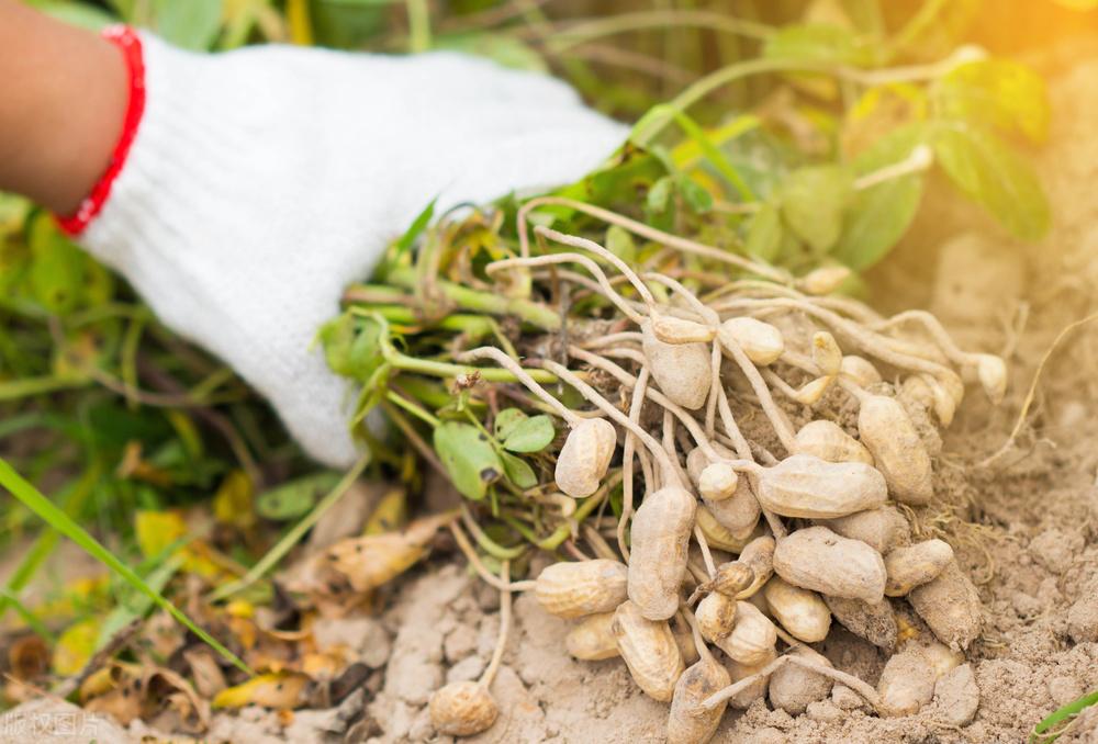 遼寧玉米最新價格動態(tài)，變化中的機遇，學習成就自信與收獲