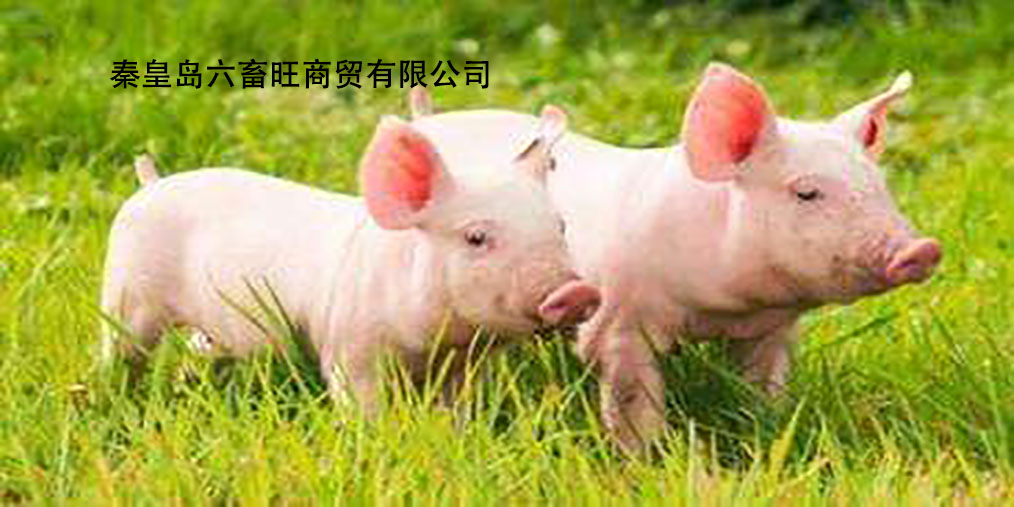 湛江最新豬價(jià)及其背后的溫情故事