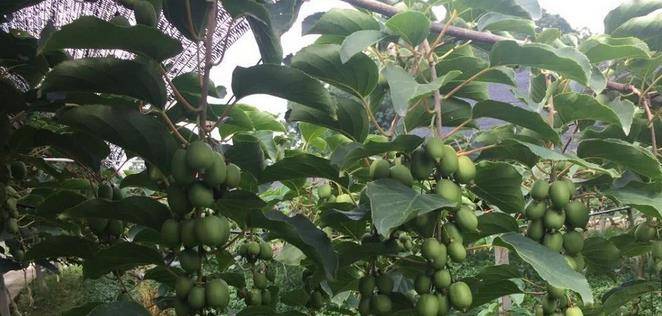 最新型果樹，小巷中的綠色寶藏與獨特風味小店的探索