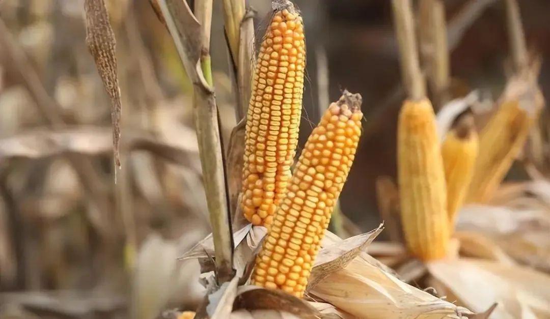 今日山東玉米價(jià)格行情，智能農(nóng)業(yè)引領(lǐng)新紀(jì)元風(fēng)向標(biāo)