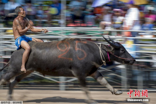 騎水牛比賽，傳統(tǒng)競技的魅力與爭議展現(xiàn)
