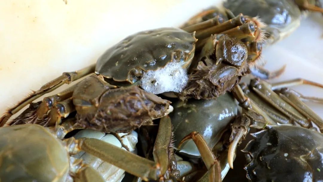 最新蟹類養(yǎng)殖技術(shù),最新蟹類養(yǎng)殖技術(shù)——科技重塑水生世界，開(kāi)啟蟹類養(yǎng)殖新紀(jì)元