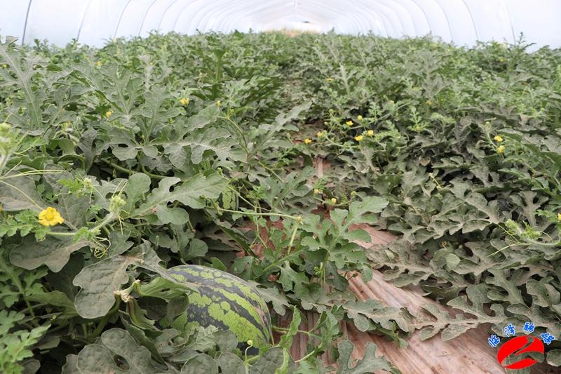 全國西瓜最新價格行情，綠色之旅探尋內心平靜