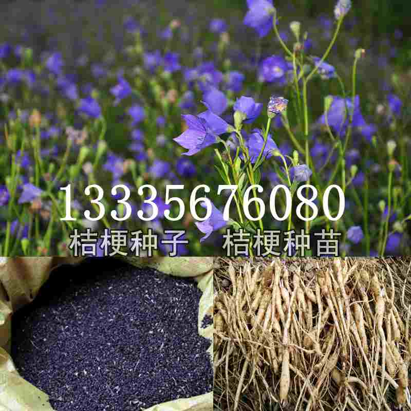 桔梗種子價格揭秘，成長旅程與自信綻放之路