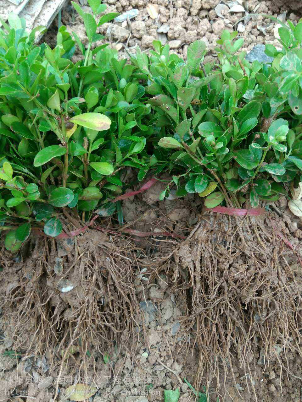 黃楊小苗價格探尋之旅，自然美景的邂逅與發(fā)現(xiàn)