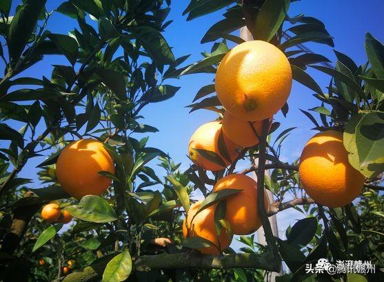 贛州上市公司，閃耀未來，共創(chuàng)繁榮時(shí)代！