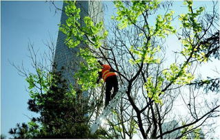 馬樹最新資訊，完成任務與學習新技能的詳細步驟指南