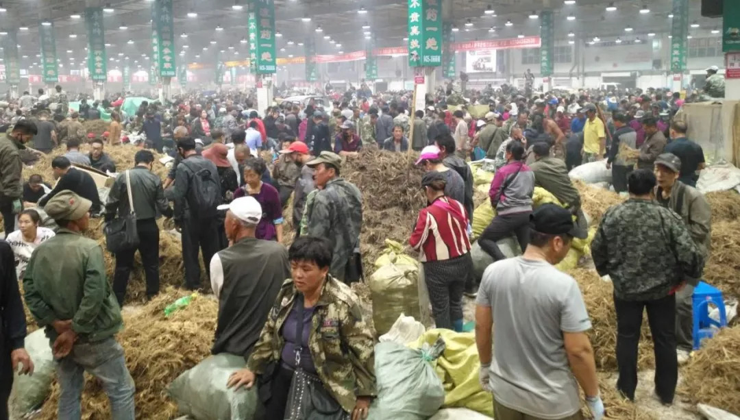 萬(wàn)良人參市場(chǎng)最新動(dòng)態(tài)揭秘，日常奇遇與溫情紐帶