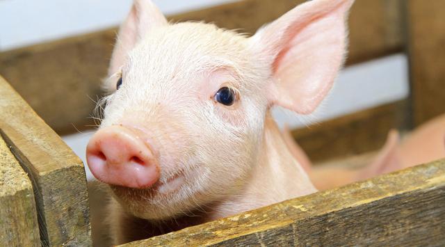 全國(guó)生豬最新行情深度解析與觀點(diǎn)闡述，今日市場(chǎng)趨勢(shì)分析