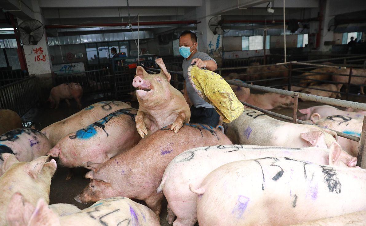 科技引領(lǐng)未來，最新小麥價格行情實(shí)時查詢動態(tài)掌握