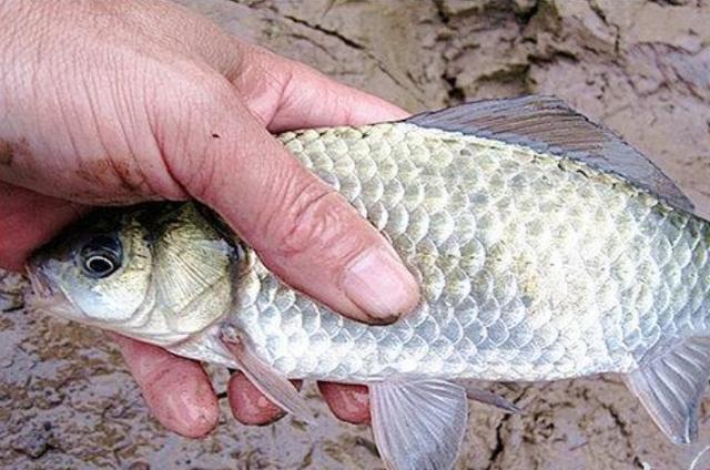 高科技智能魚探設(shè)備引領(lǐng)海洋探索新時代，最新魚訊速遞