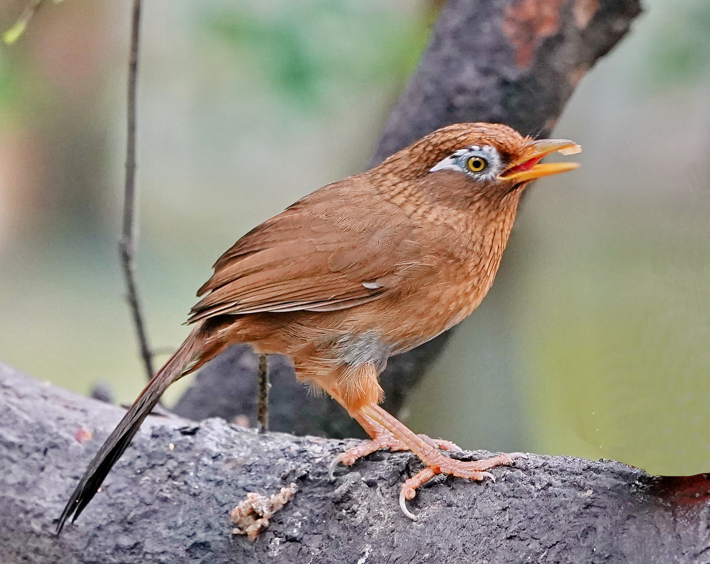 最新畫(huà)眉鳥(niǎo)，與自然美景的遨游，探尋內(nèi)心平和的旅程