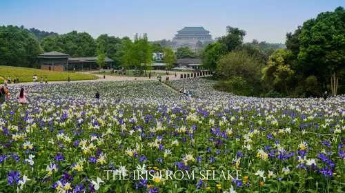 石象湖門票最新信息，賞花門票火熱搶購中！
