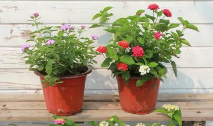 最新跳蛋閱讀視頻，溫馨的讀書時光探索之旅