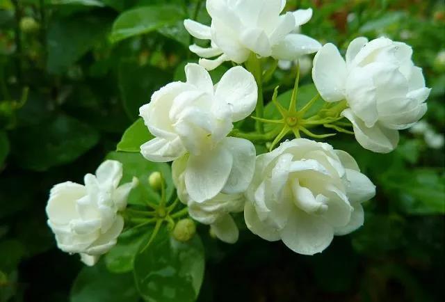 花香滿園最新章節(jié)獲取攻略，輕松閱讀新書章節(jié)的步驟