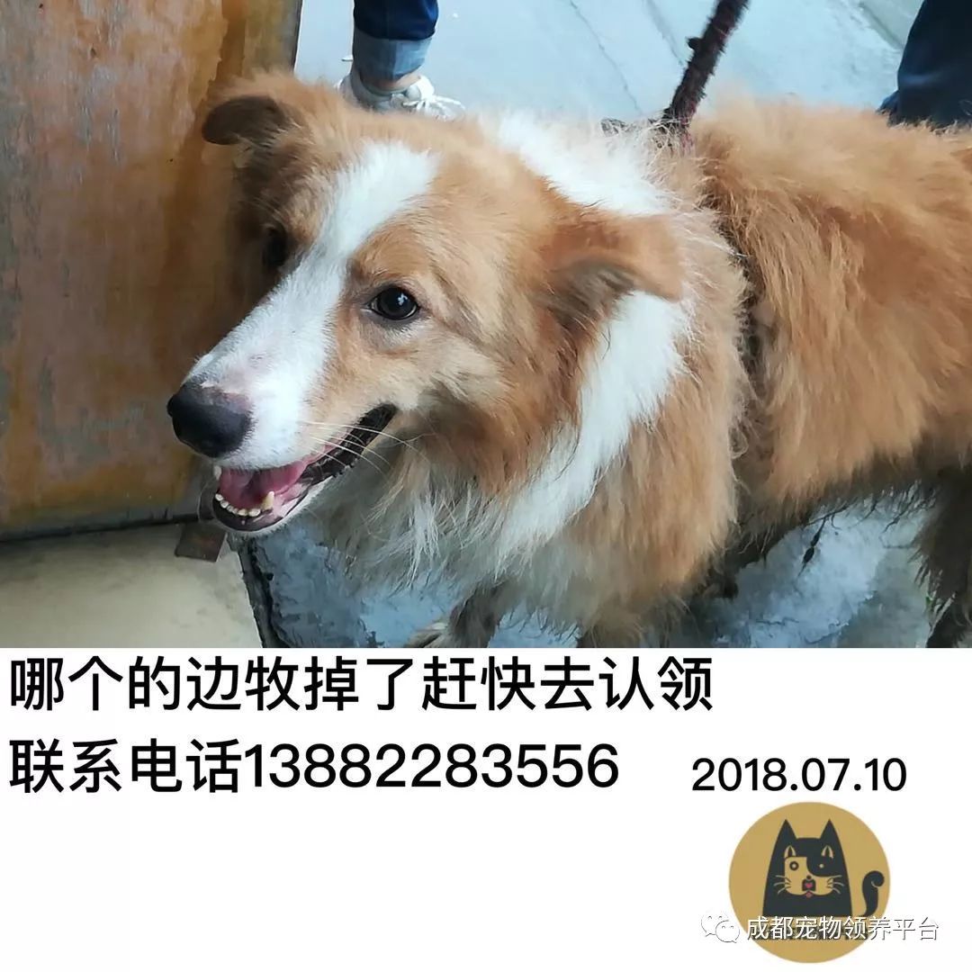 成都最新尋狗記，巷弄深處特色小店中的尋寵之旅