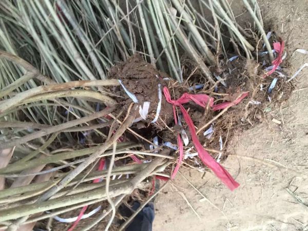 連翅最新價(jià)格深度解析，歷史背景、重要事件與地位探討