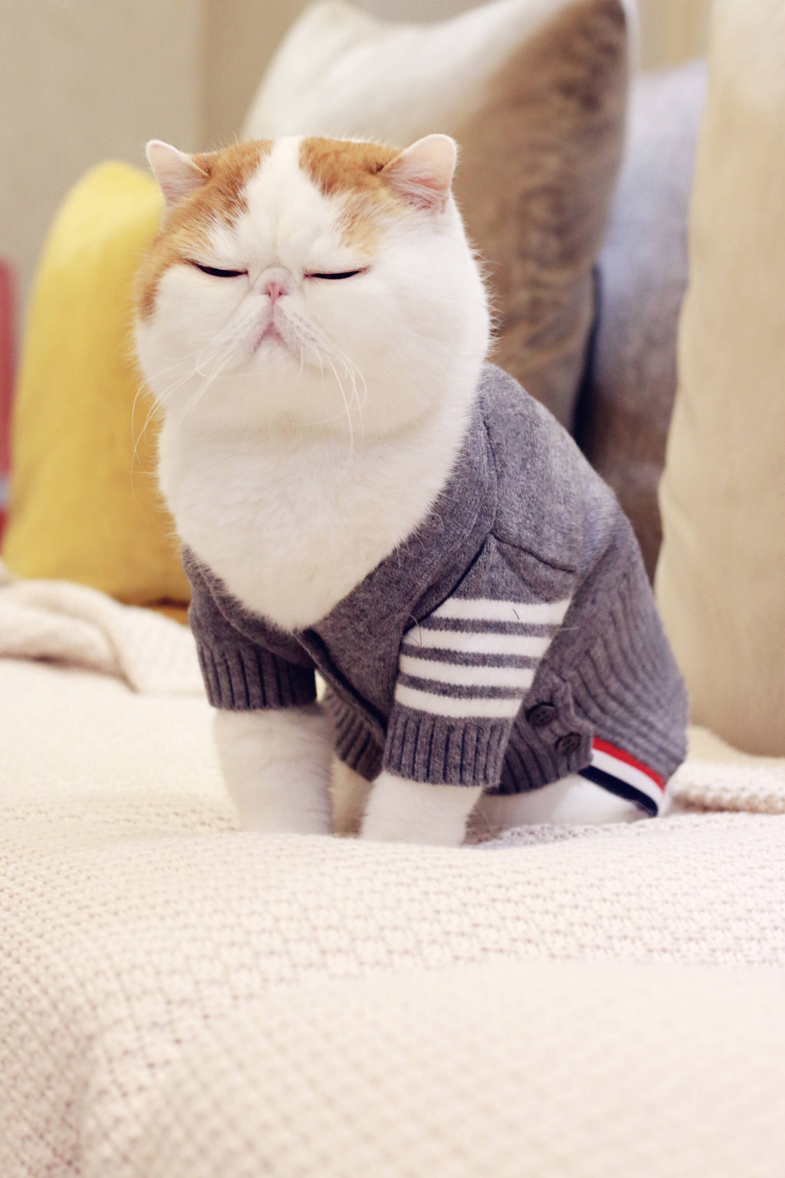 小胖Snoopy最新萌照，瞬間融化人心！