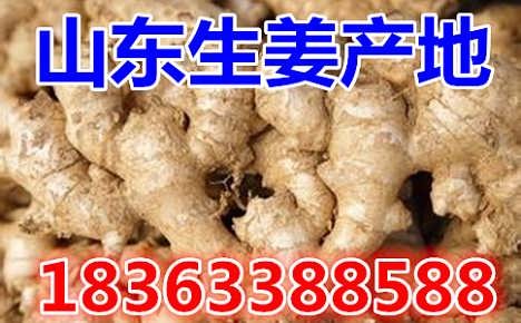 鮮姜最新價(jià)格揭秘，自然美景背后的旅行探索之旅