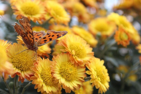 番茄最新作品，用學習之鑰，開啟自信與成就的大門