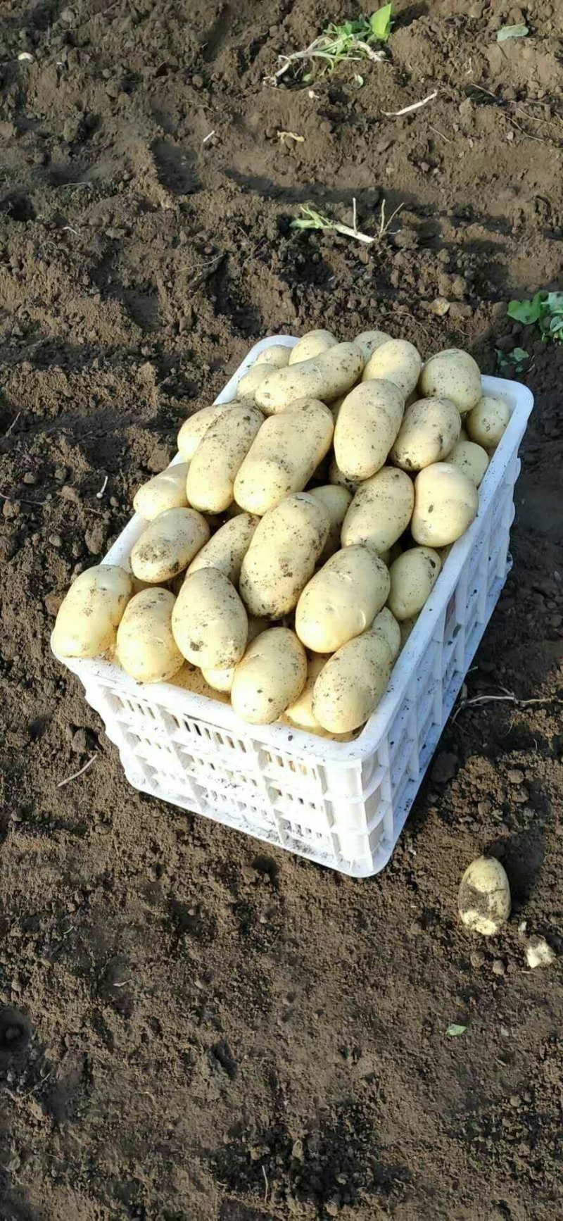 萊西土豆最新價格動態(tài)，變化中的價值與學習中的力量