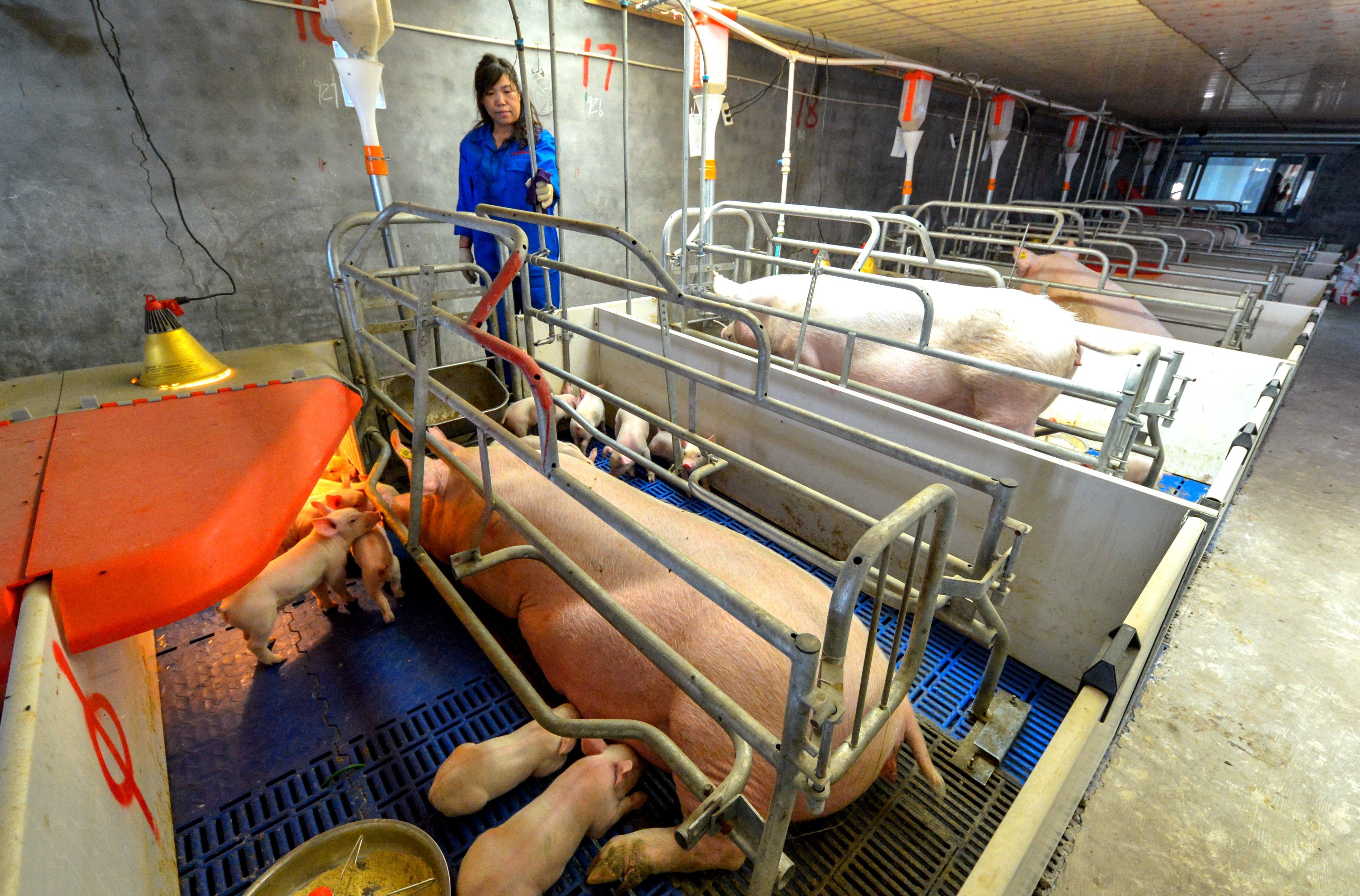 河北仔豬最新價(jià)格揭秘，小巷中的寶藏探索