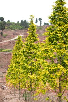 最新彩葉樹(shù)種種植與養(yǎng)護(hù)指南，從選種到養(yǎng)護(hù)一步到位！