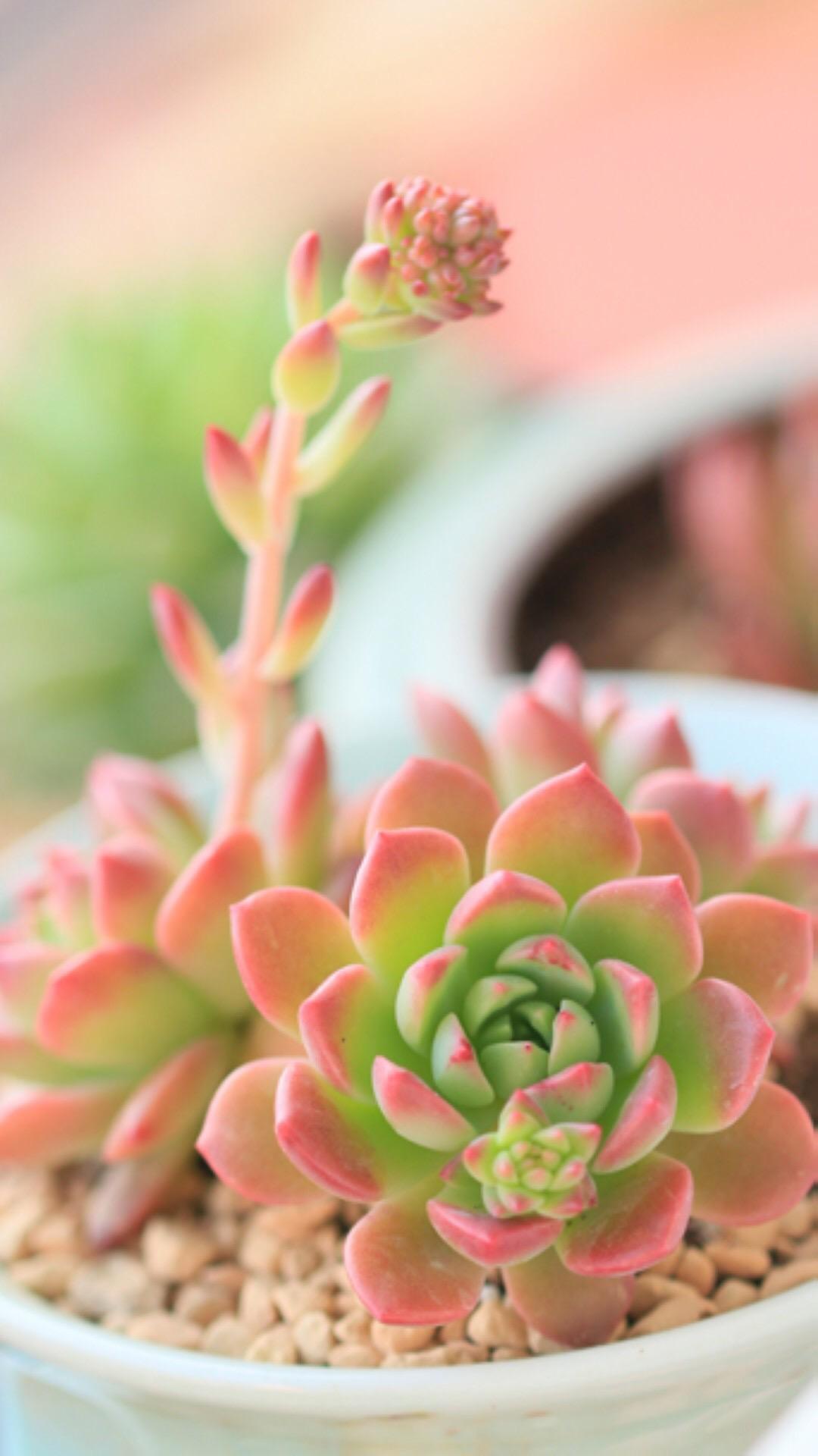 最新多肉植物，獨(dú)特的植物美學(xué)觀點(diǎn)探討