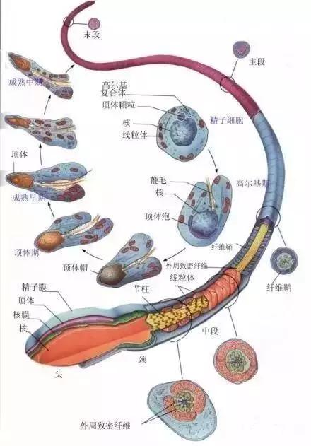 窩精子最新，小巷中的秘密風味探索