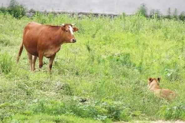 最新逃跑圖深度解析與觀點闡述