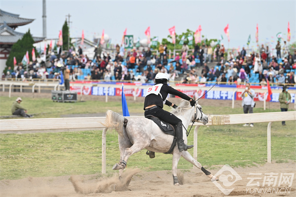 馬王最新動態(tài)，探索馬術(shù)世界的新篇章