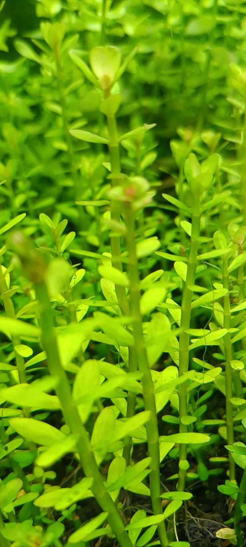 最新福利草草，自然美景之旅，探尋內(nèi)心平和與喜悅的旅程