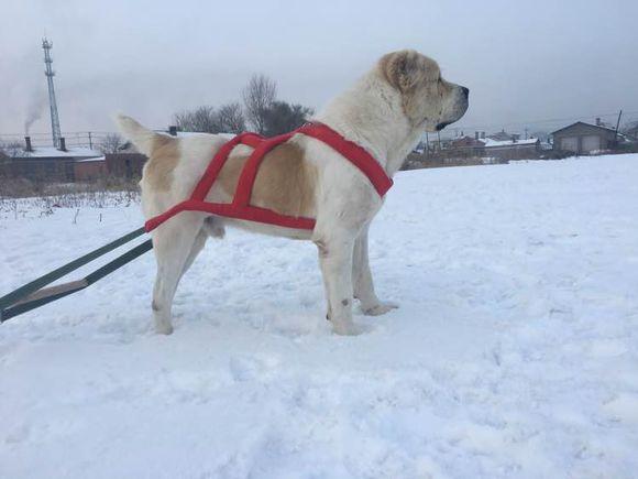 中亞犬，小巷深處的神秘秘境探索