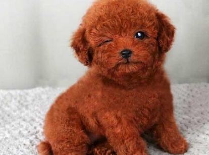 最新小鹿犬，趣事不斷，傳遞溫馨友誼與愛的小使者